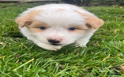 Border Collie dogs for sale: Pure Bred Border Collie Puppies For Sale - Image 6