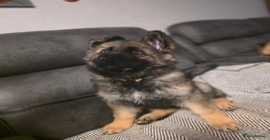 German Shepherd dogs German shepard puppies !ready to leave ! - Advert 14