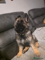 German Shepherd dogs German shepard puppies !ready to leave ! - Advert 1