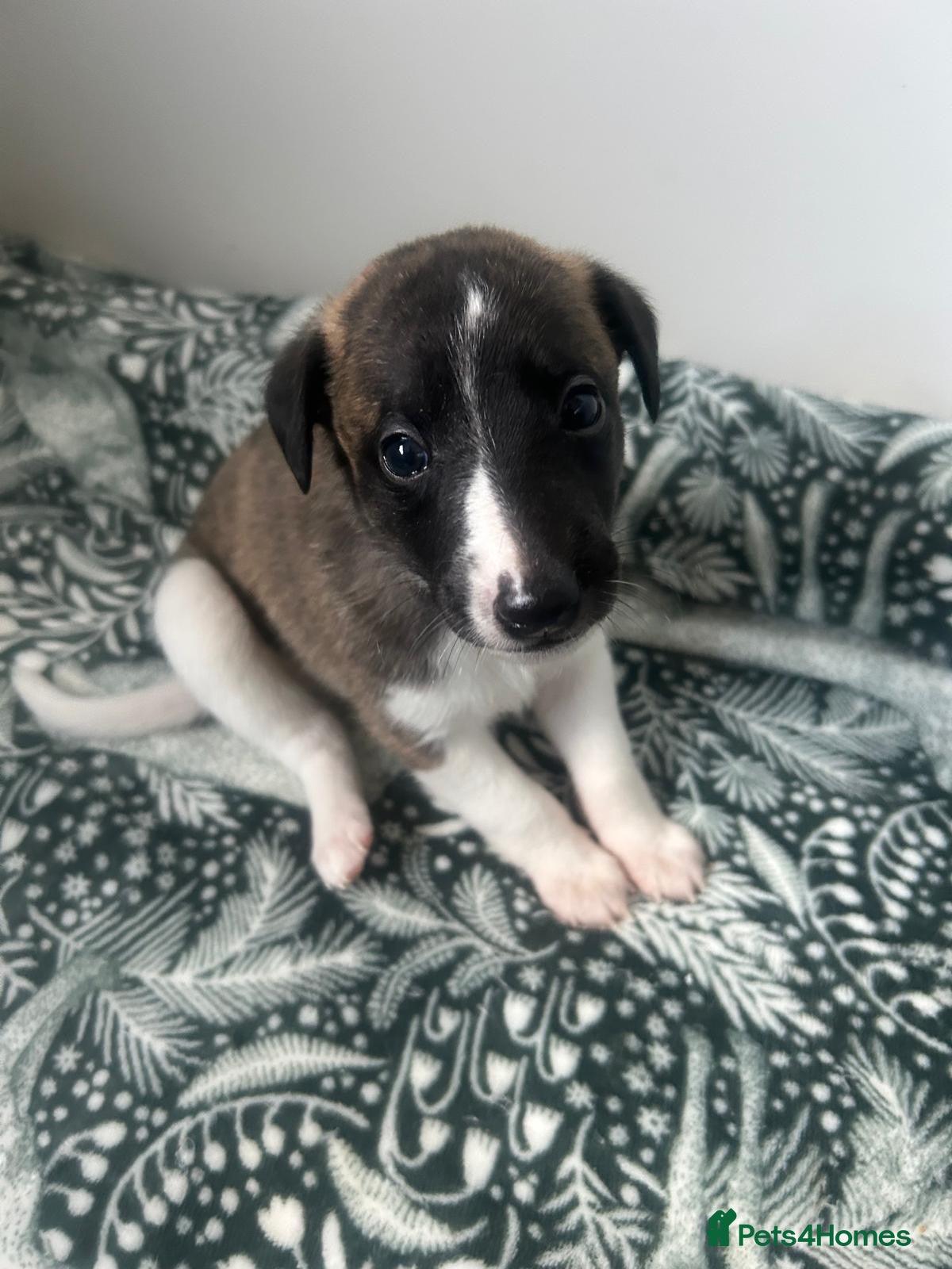 Whippet dogs Stunning pedigree whippet puppies  - Advert 1