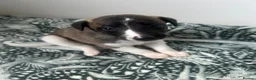 Whippet dogs for sale: One stunning pedigree whippet boy left  - Advert 1
