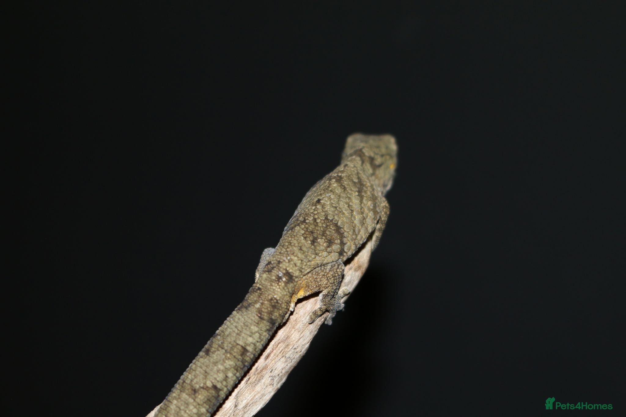 Gecko reptiles Eurydactylodes vieillardi - chameleon gecko - Advert 2