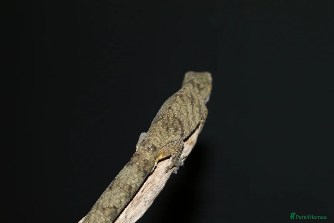 Gecko reptiles for sale: Eurydactylodes vieillardi - chameleon gecko - Advert 2