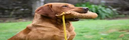 Labrador Retriever dogs for sale: EXPECTED LITTER OF WILDNOOK FOX RED LABRADORS  in Hexham - Advert 4