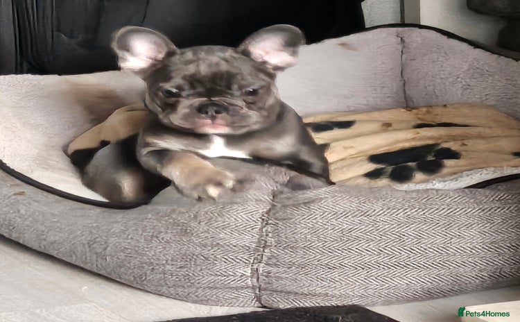 French Bulldog dogs - Advert 14