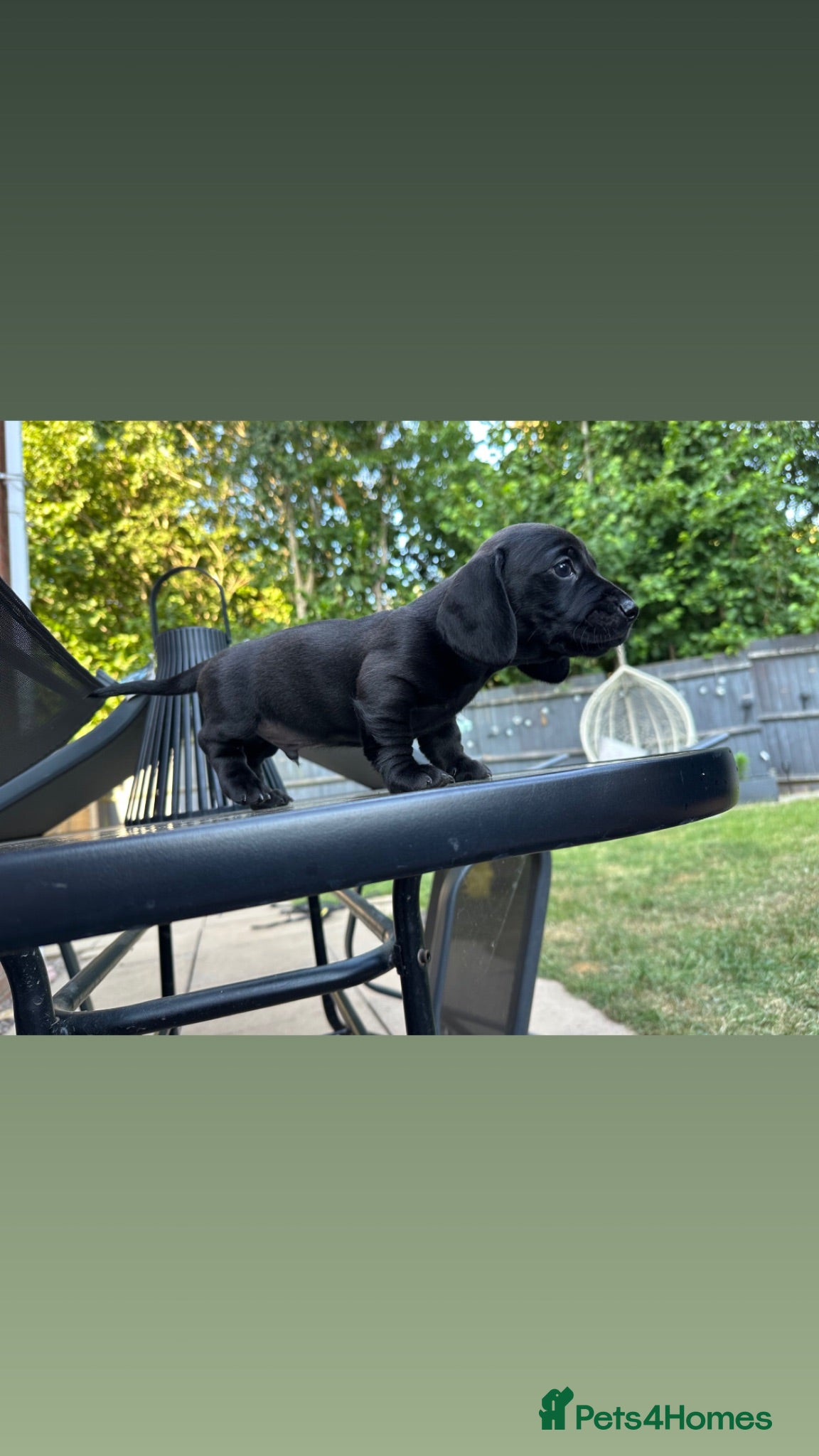 Miniature Dachshund dogs 🐾🐶Cutest miniature dashchunds 🐶🐾 - Advert 8