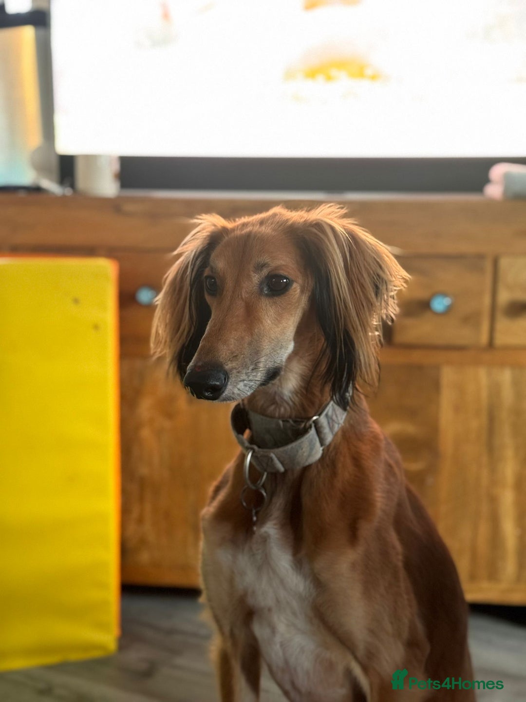 Mixed Breed dogs for sale: Saluki x whippet male  - Advert 2