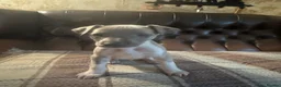 Whippet dogs for sale: 🐾 Exceptional KC Registered Whippet Puppies - Advert 7