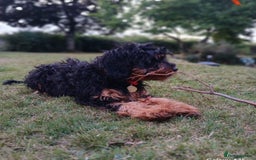 Cavapoo dogs for sale: F1 Health tested Cavapoos  - Image 9