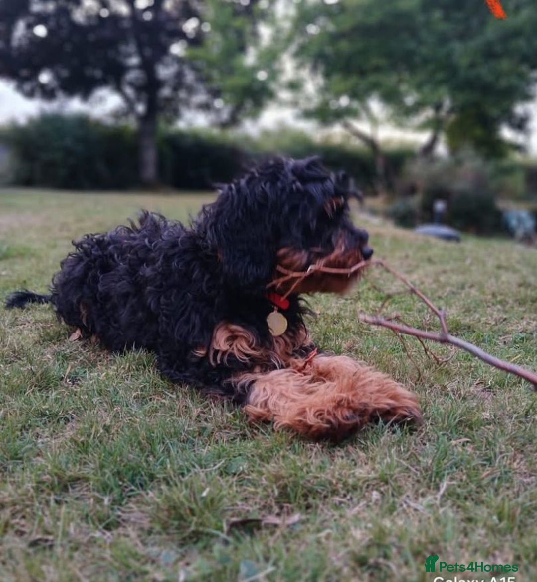 Cavapoo dogs for sale: F1 Health tested Cavapoos  - Image 9