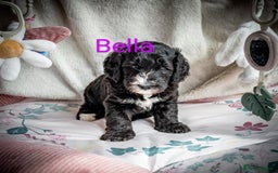 Sheepadoodle dogs for sale: Sheepadoodle Puppy 6 - *READY SOON* F1 health tested sheepadoodles  - Image 25
