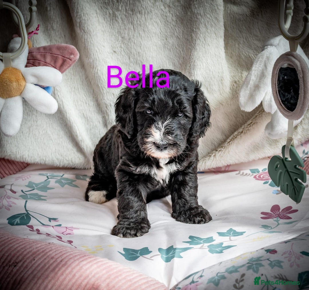 Sheepadoodle dogs for sale: Sheepadoodle Puppy 6 - *READY SOON* F1 health tested sheepadoodles  - Image 25