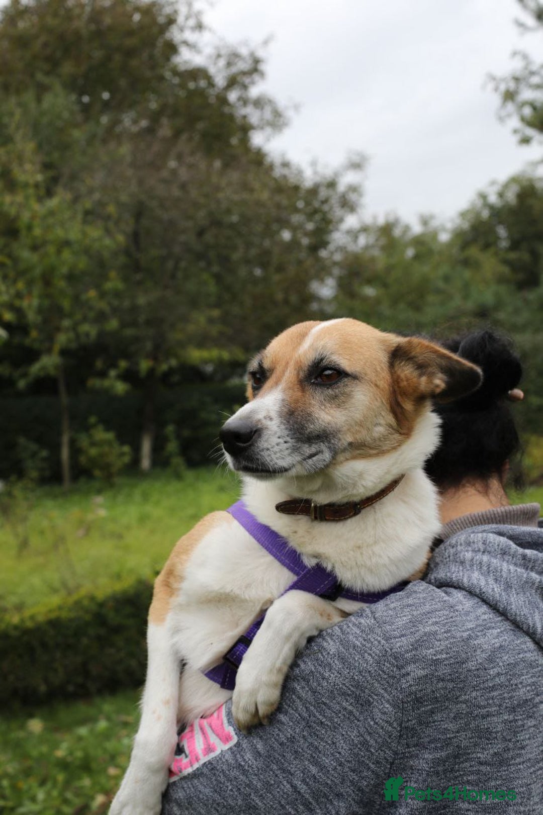 Mixed Breed dogs for adoption:  ❤️🐶Lanie 4-year-old girl with golden heart❤️🐶 - Advert 7