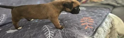 Boxer dogs for sale: Kc boxers - boy and girl are looking for 🏡 - Advert 7