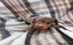 Miniature Dachshund dogs for sale: 5⭐️BREEDERS🏆KCREG🌸6GIRL💙1BOY🩺HEALTH TESTED🧬 - Image 15