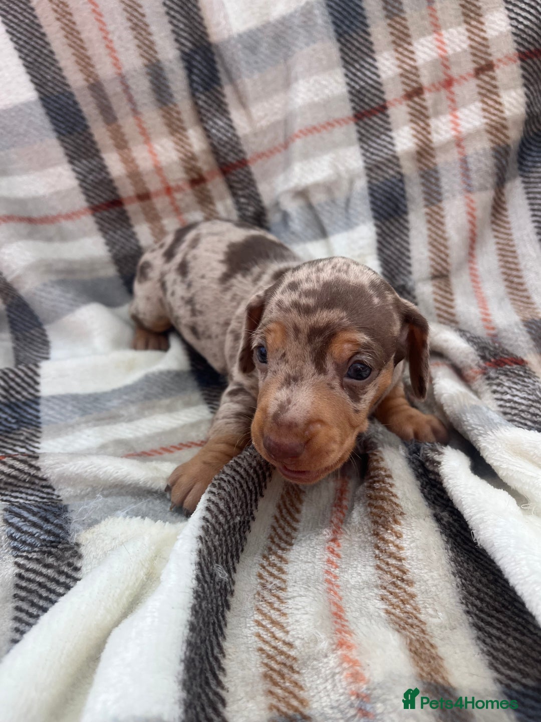 Miniature Dachshund dogs for sale: 5⭐️BREEDERS🏆KCREG🌸6GIRL💙1BOY🩺HEALTH TESTED🧬 - Image 15