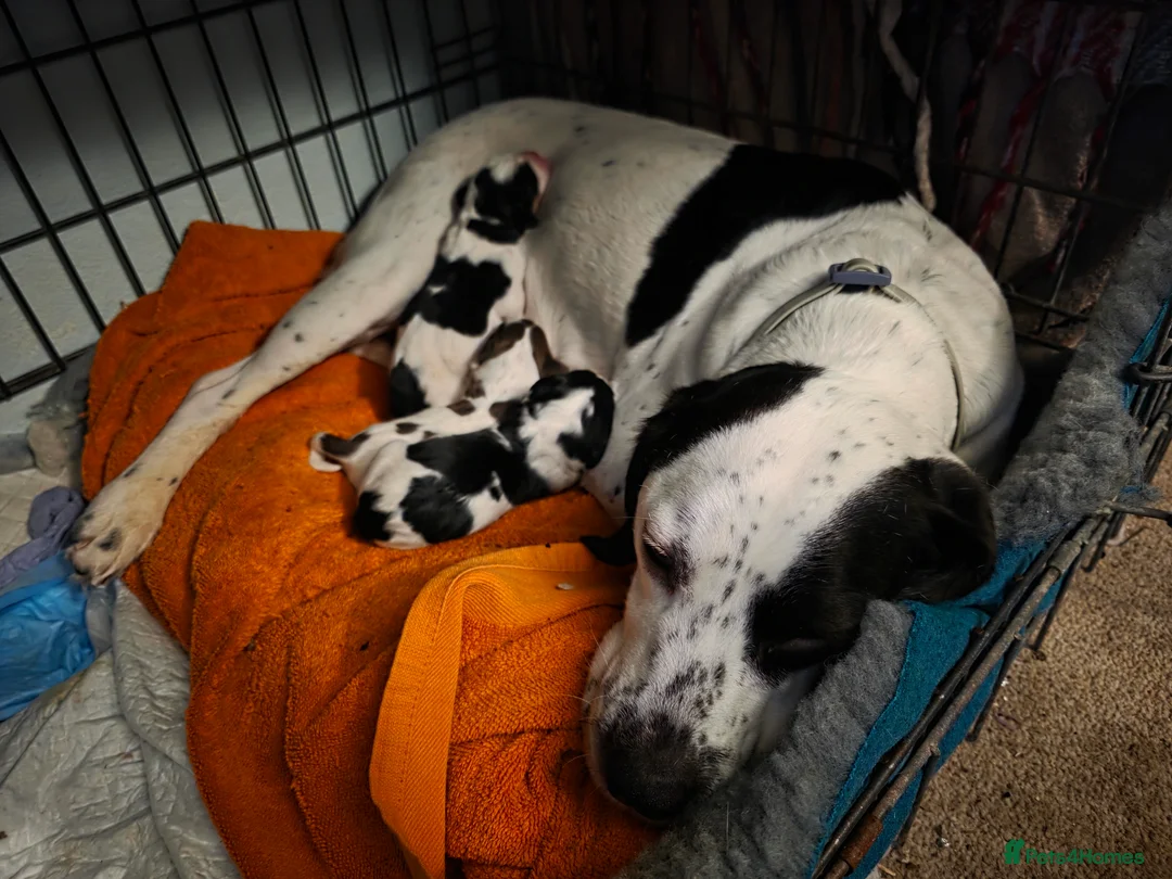 Mixed Breed dogs for sale: Spreagle puppies - Advert 7