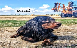 Cocker Spaniel dogs for sale: WORKING COCKER SPANIELS ..DNA CLEAR - Image 3