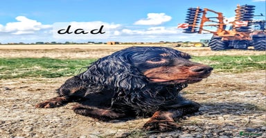 Cocker Spaniel dogs - Advert 8