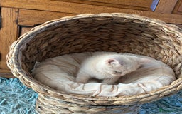British Shorthair cats for sale: 3 LEFT - TICA BRITISH SHORTHAIRED KITTENS - Image 33