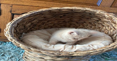 British Shorthair cats - Advert 10