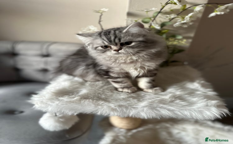 British Shorthair cats - Advert 2