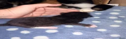 Mixed Breed cats for sale: 4 maincoon cross tabby kittens  - Advert 4