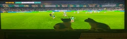 Mixed Breed cats for sale: Cats for rehome. Read add before replying.  in Aberdeen - Advert 2