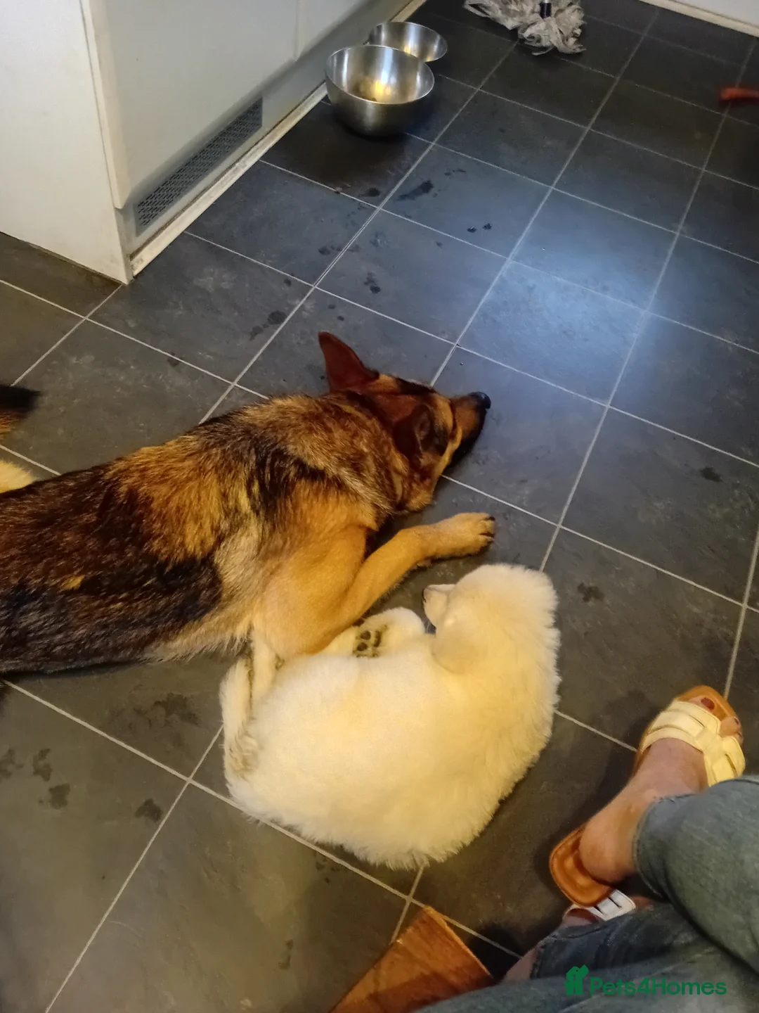 German Shepherd dogs for sale: Female german shephard - Advert 6