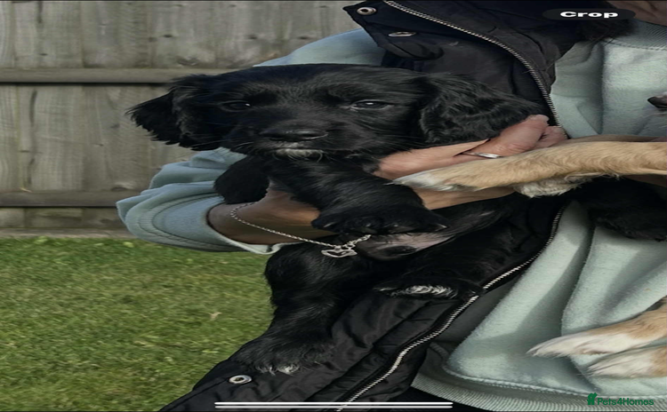 Cocker Spaniel dogs - Advert 14