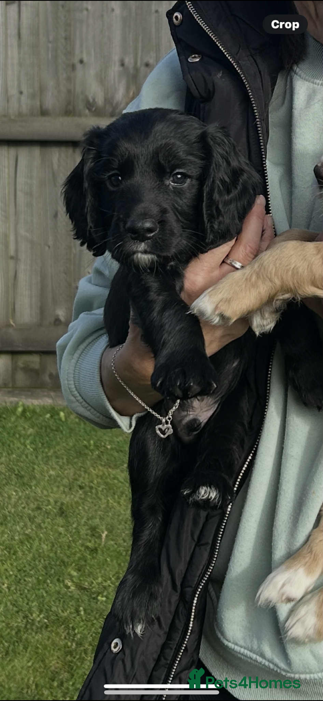 Cocker Spaniel dogs for sale: *READY TO LEAVE* Cocker Spaniel puppies  - Advert 1