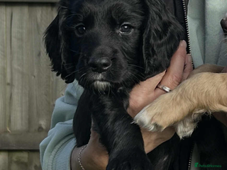 Cocker Spaniel dogs - Advert 12