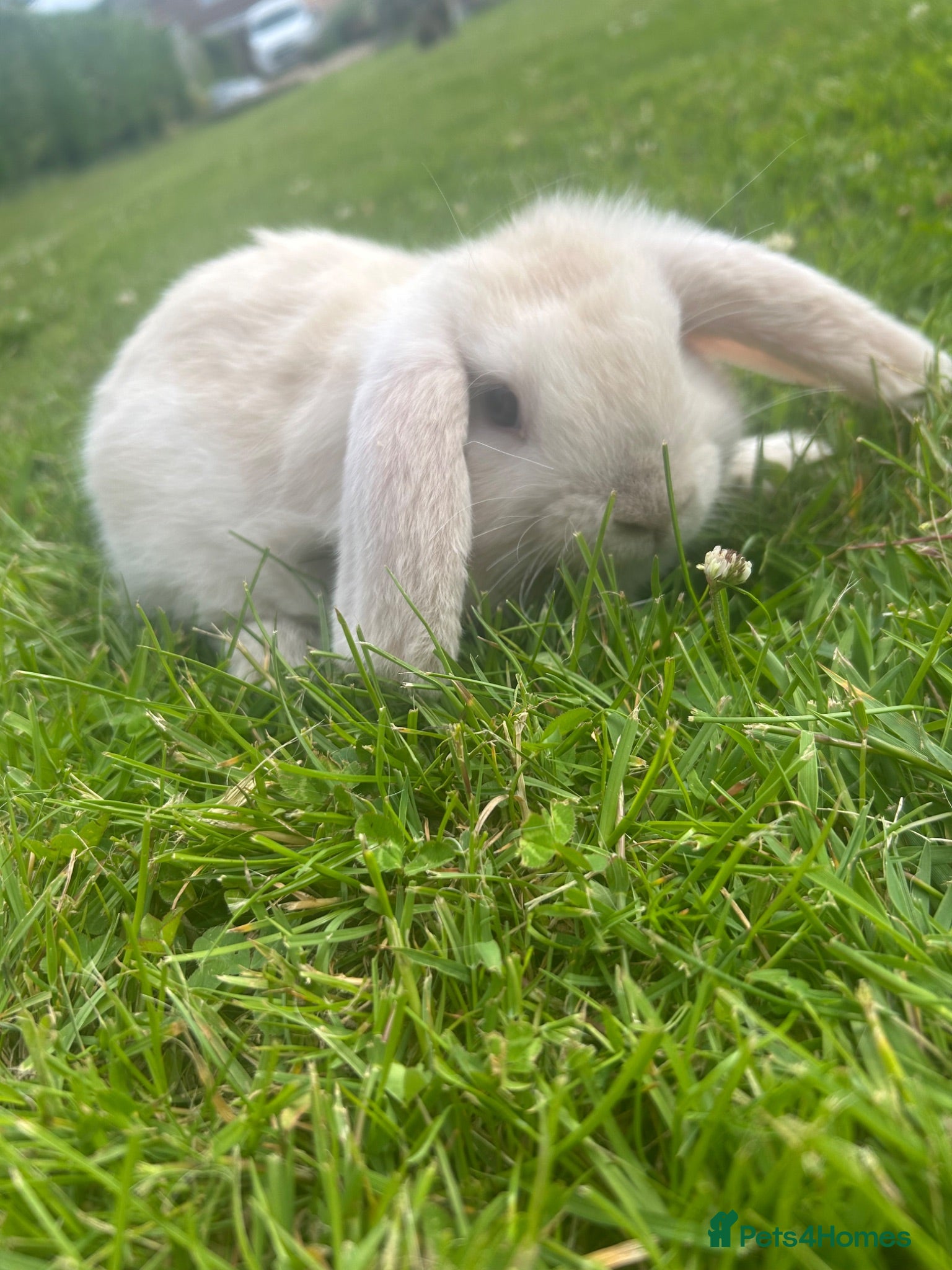 Mini Lop rabbits 3 beautiful mini lops  - Advert 8
