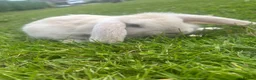 Mini Lop rabbits for sale: 5 beautiful mini lops  - Advert 3