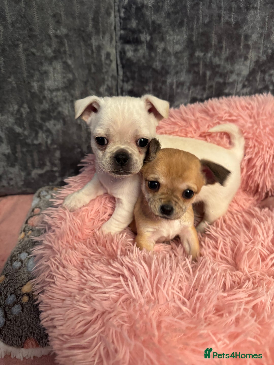 Chug dogs for sale: Lovely playful Chihuahua x Pug Puppies Boys Girls  - Advert 6