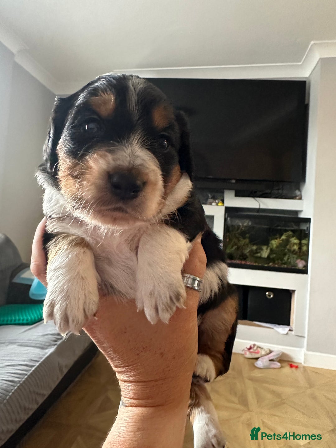 Mixed Breed dogs for sale: Border doodle - Image 15