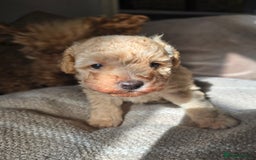 Toy Poodle dogs for sale: 💙 Beautiful tiny Toy poodle boy 💙 - Image 4