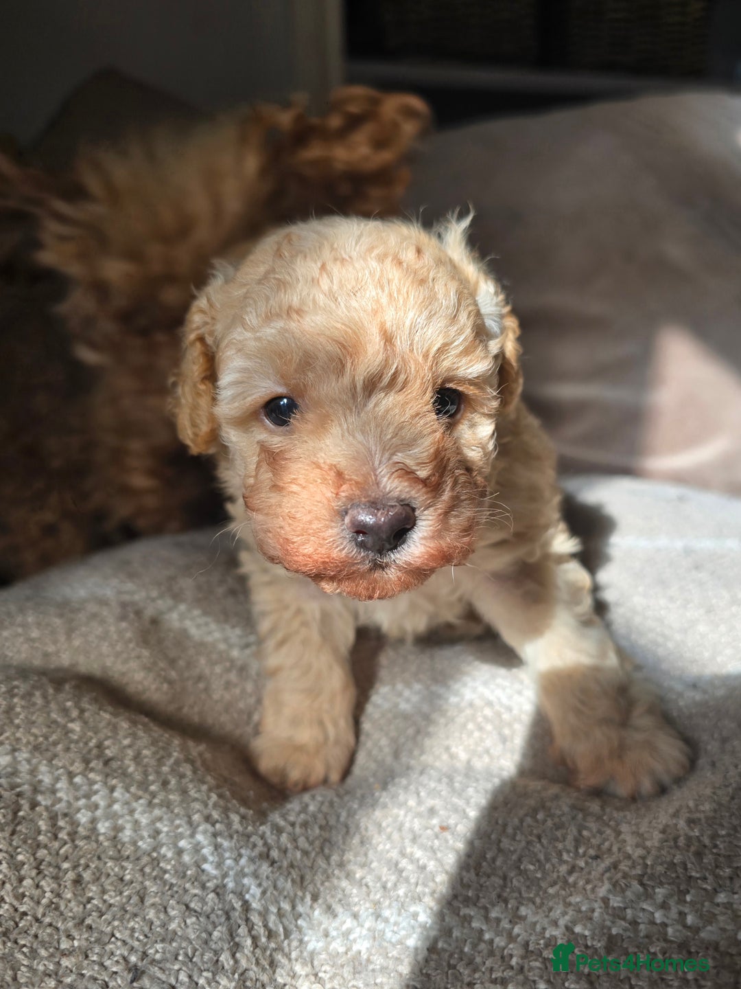 Toy Poodle dogs for sale: 💙 Beautiful tiny Toy poodle boy 💙 - Image 4