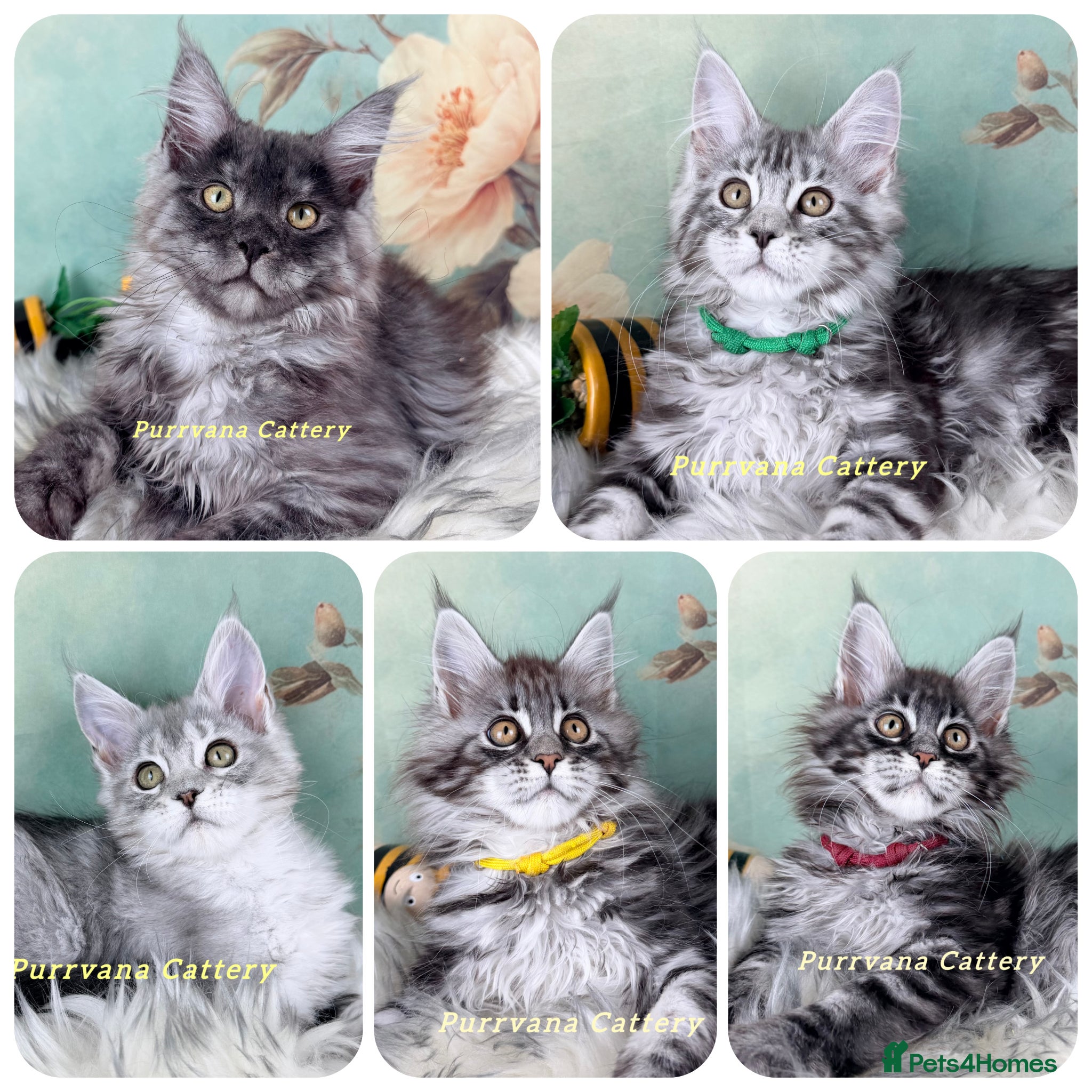 Maine Coon cats TICA registration Maine coon kittens Ready Now - Advert 1