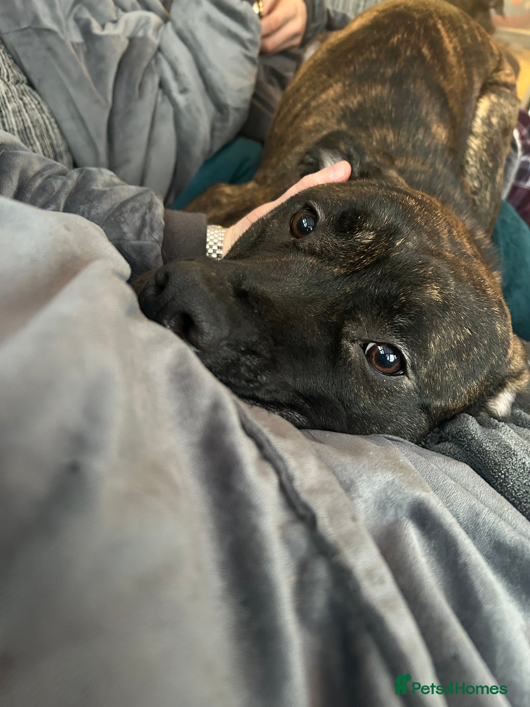 Mixed Breed dogs for sale: Presa Canario Cross Female  - Image 1