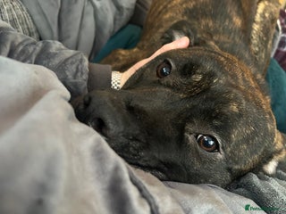 Mixed Breed dogs - Advert 7