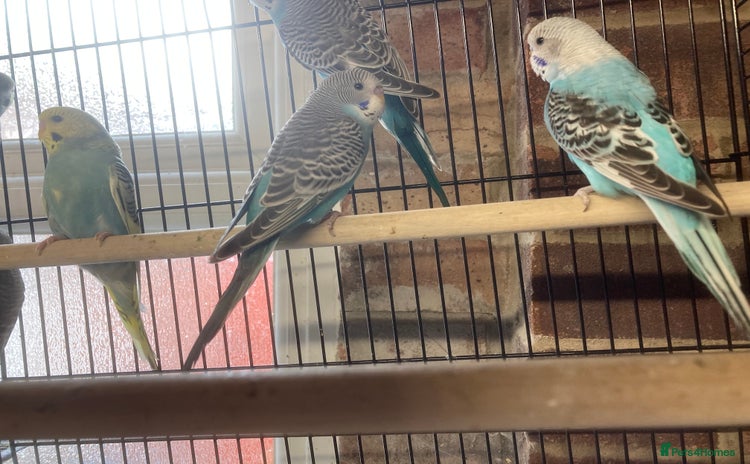 Budgerigars birds for sale - Advert 1