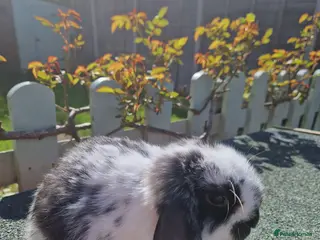 Mini Lop rabbits Three adorable mini lops for sale - Advert 17