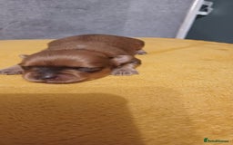 Mixed Breed dogs for sale: Yorkshire mix puppies 3 boys 2 girls  - Image 8