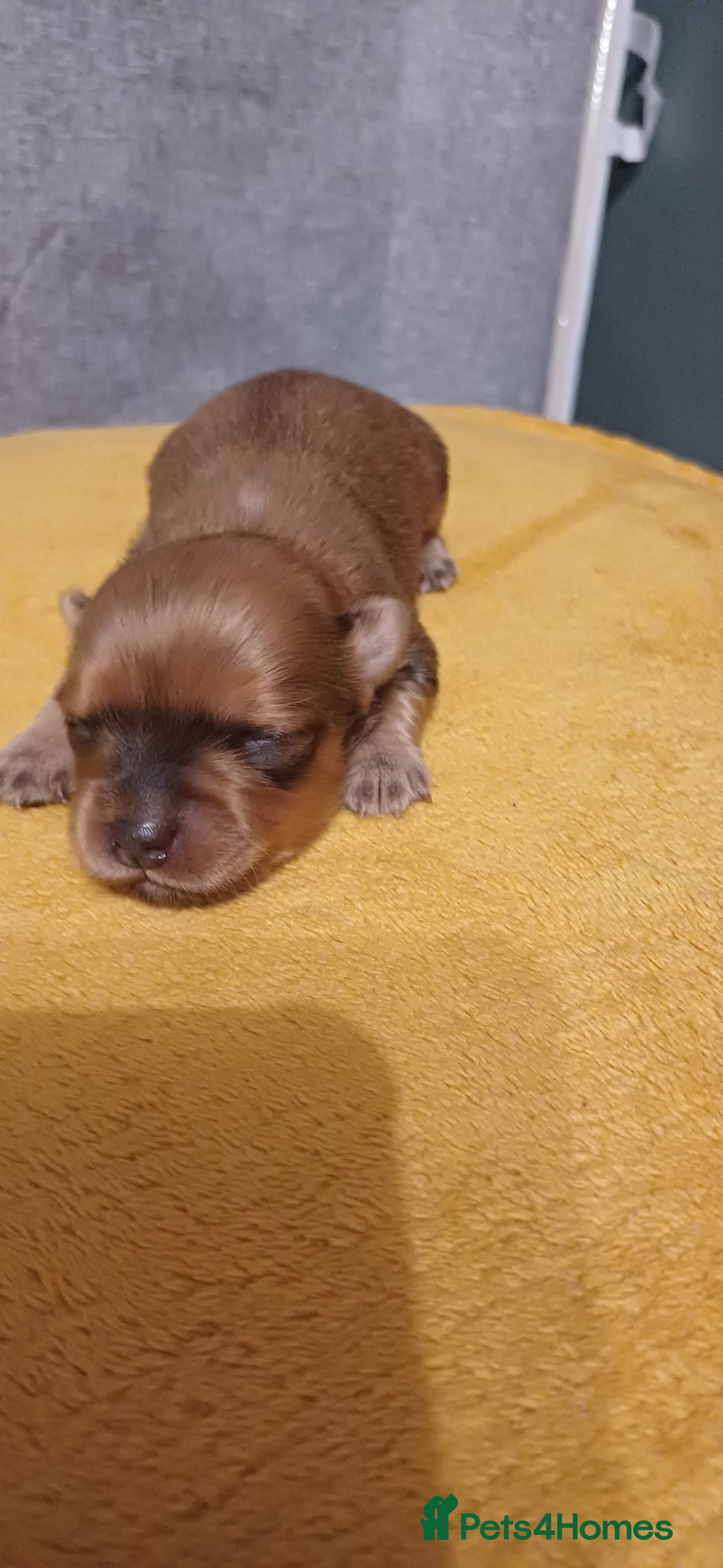 Mixed Breed dogs for sale: Yorkshire mix puppies 3 boys 2 girls  - Image 8