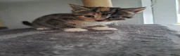 Mixed Breed cats for sale: Kittens - Advert 10