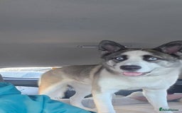 Huskita dogs for sale: Huskita to rehome  - Advert 1