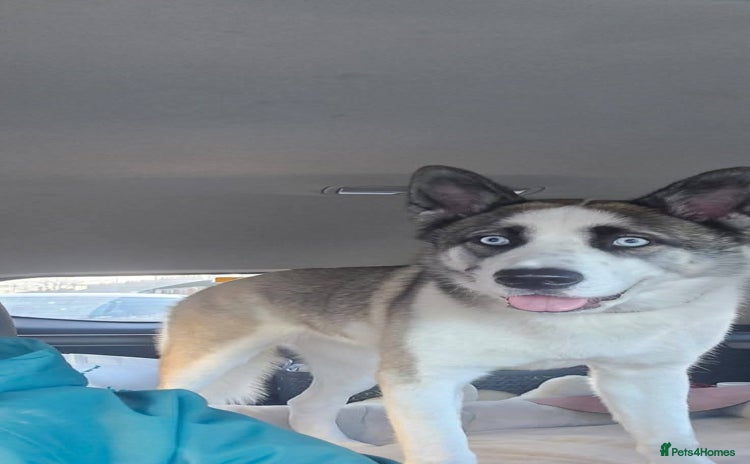 Huskita dogs Huskita to rehome  - Advert 1