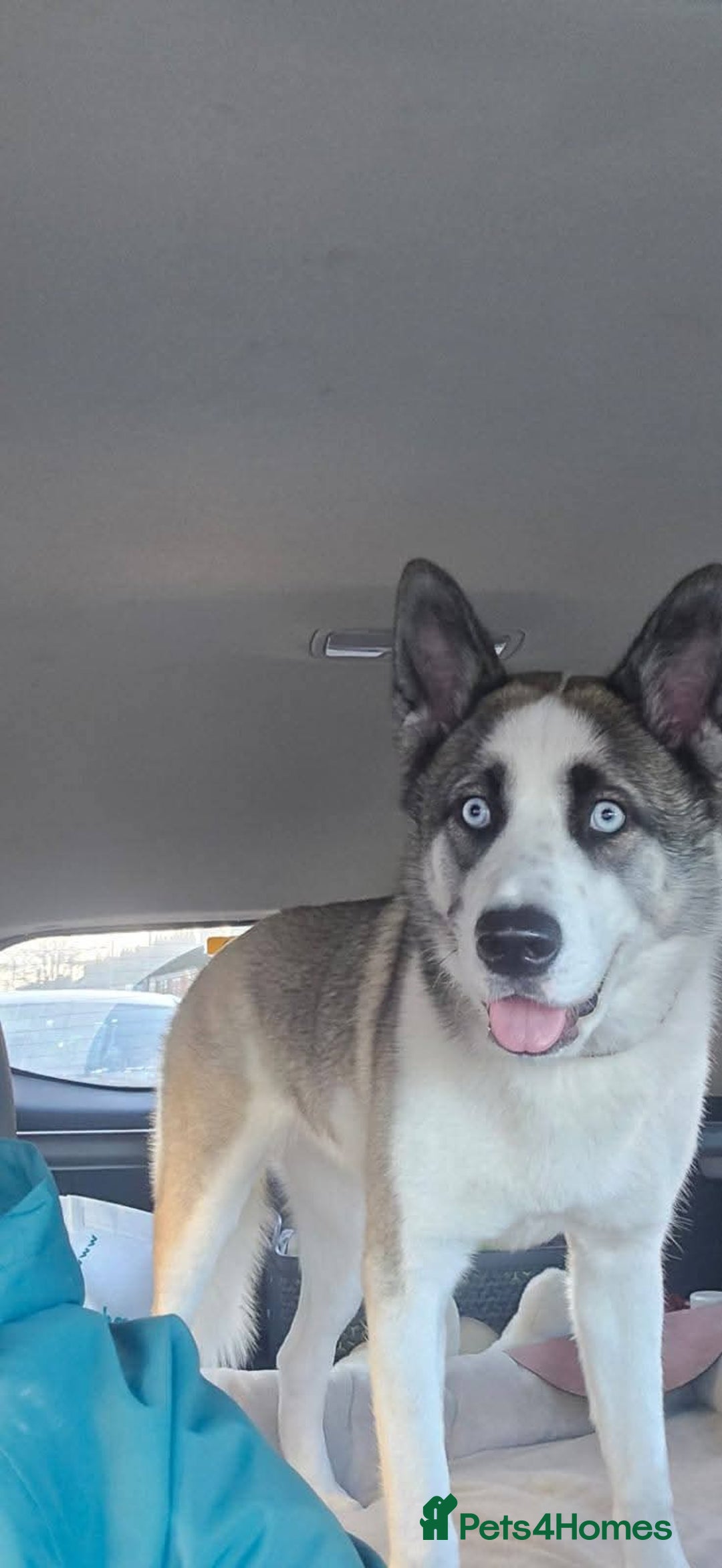 Huskita dogs for sale: Huskita to rehome  - Advert 1