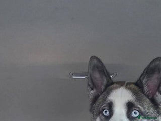 Huskita dogs Huskita to rehome - Advert 1